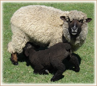 Sweet Home Spun Lambs & Sheep
