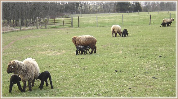Sweet Home Spun Lambs & Sheep